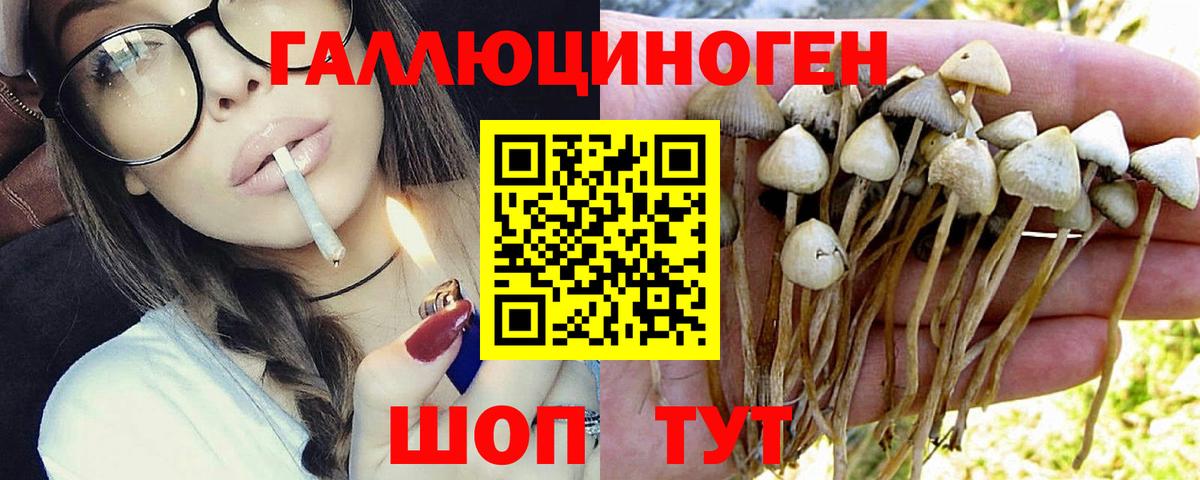 Галлюциногенные грибы Psilocybe Красногорск